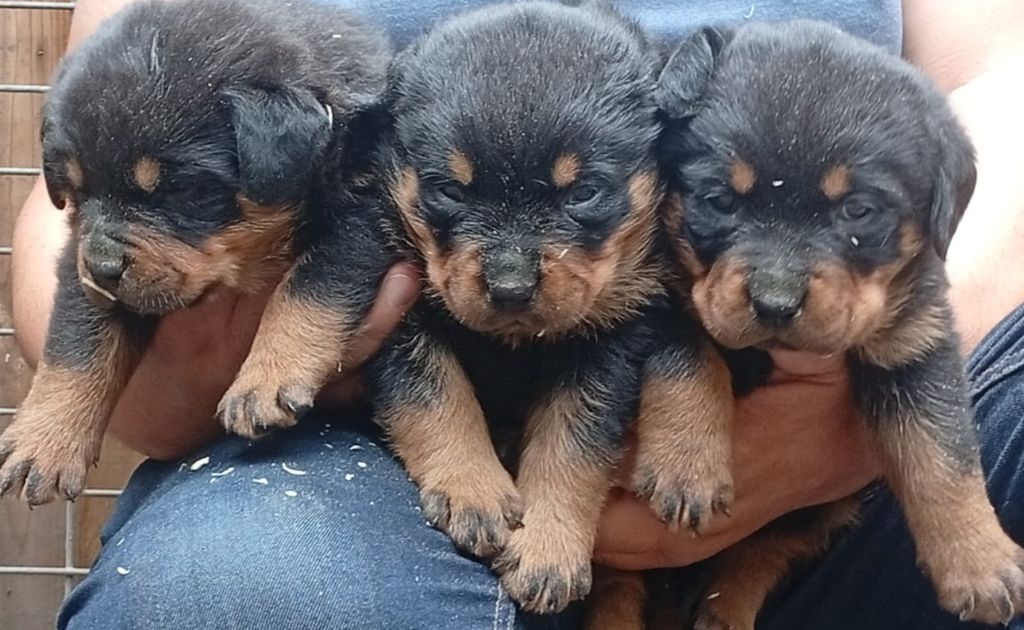 Vom falke koniglich - Chiots disponibles - Rottweiler