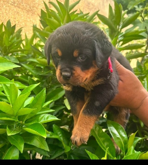 Vom falke koniglich - Chiots disponibles - Rottweiler