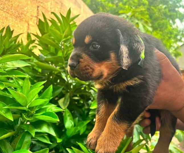 Vom falke koniglich - Chiots disponibles - Rottweiler