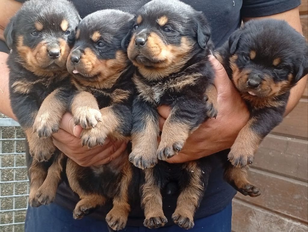 Chiot Rottweiler Vom falke koniglich