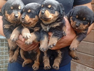 CHIOT 7