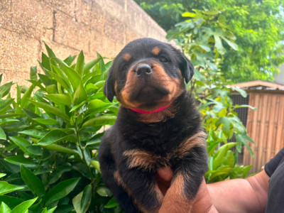 CHIOT 2