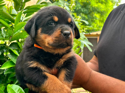 CHIOT 1