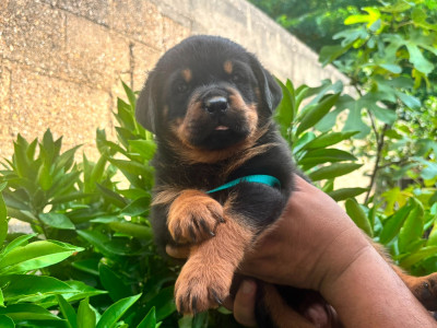 CHIOT 3