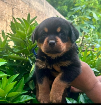 CHIOT 4