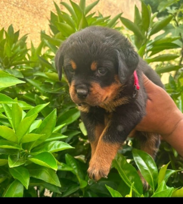 CHIOT 6