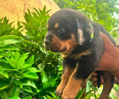CHIOT 12