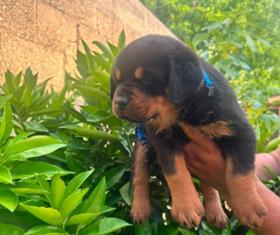 CHIOT 7