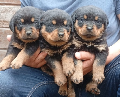 CHIOT 6